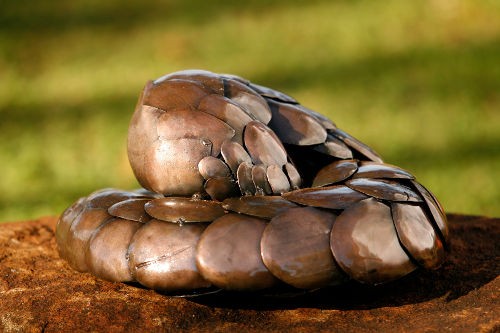 pangolin.jpg